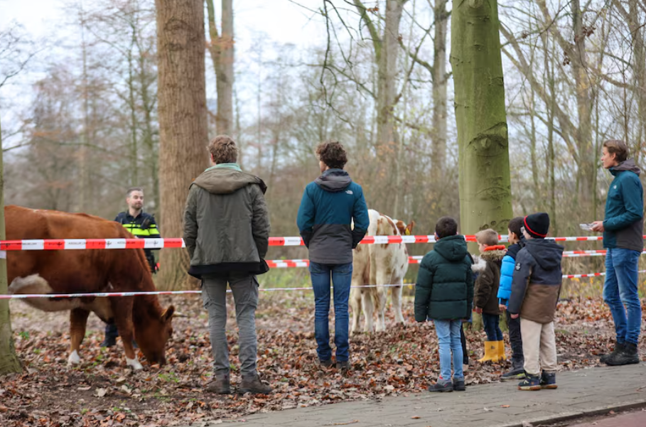 Ontsnapte koeien
