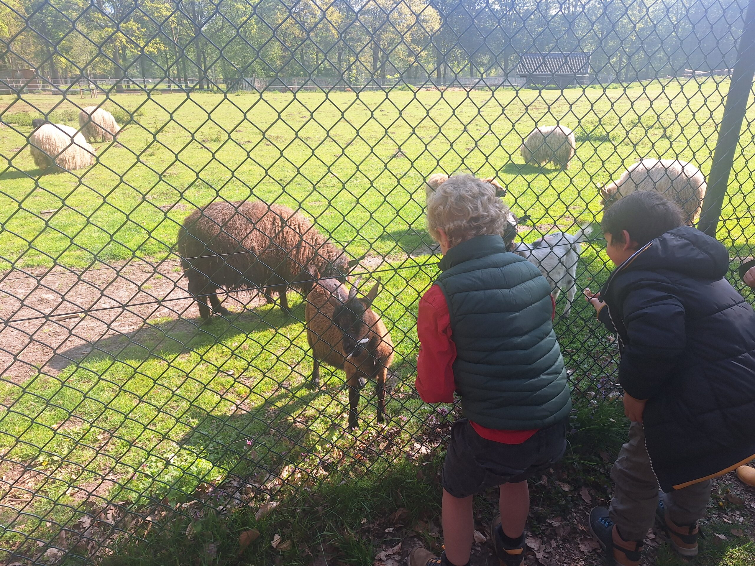 Geitjes